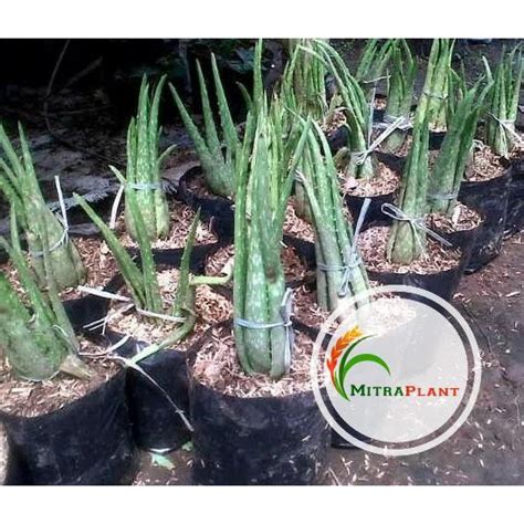 Jual Dm Bibit Tanaman Lidah Buaya Pohon Aloe Vera Tanaman Herbal