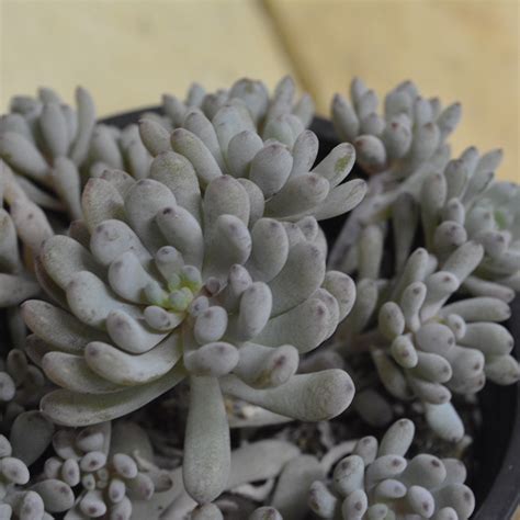 Graptopetalum Pachyphyllum