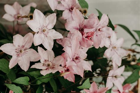 Foto De Close Up De Flores Com Pétalas Cor De Rosa · Foto Profissional Gratuita