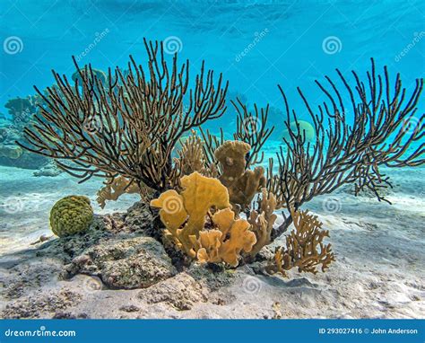 Caribbean Coral Garden Stock Photo Image Of Caribbean 293027416