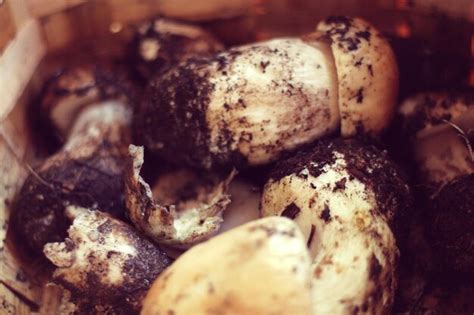 Premium Photo Porcini Mushrooms In Basket