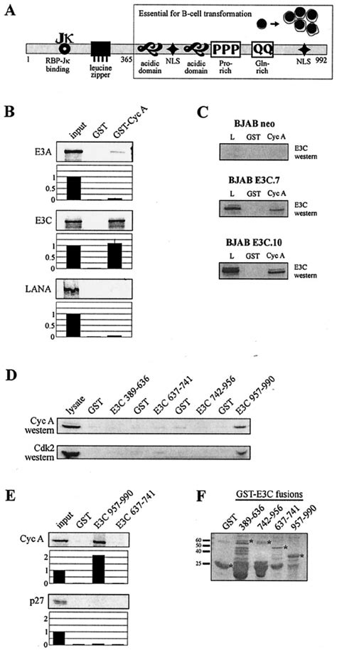 Ebna3c Binds Cyclin A A The Schematic Illustrates Structural Motifs