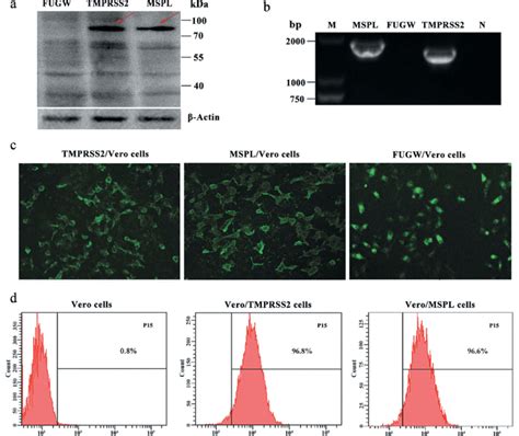 Stable Expression Of Tmprss And Mspl Genes In Vero Cell Lines A The