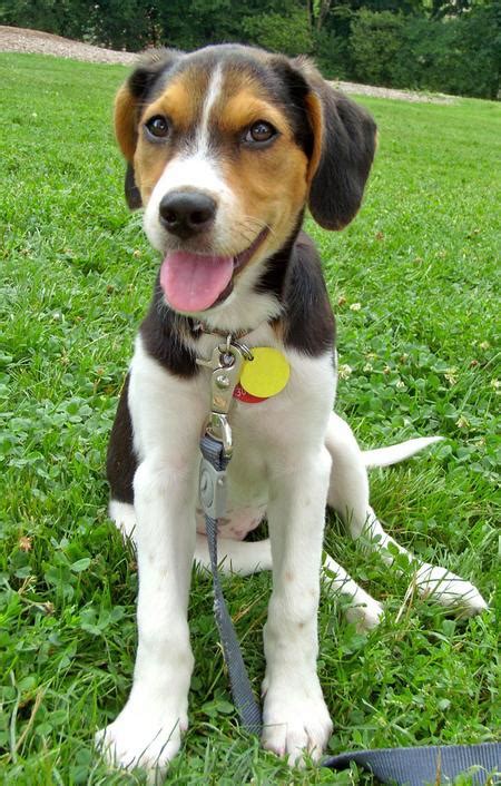 Mya the Coonhound Mix | Puppies | Daily Puppy