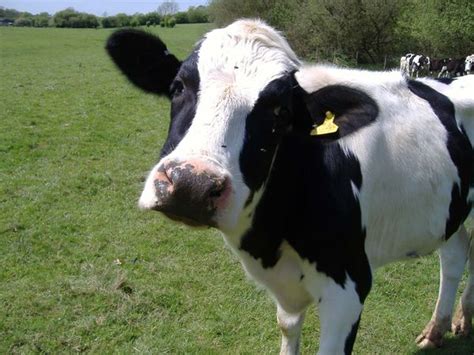 cows open source ecology