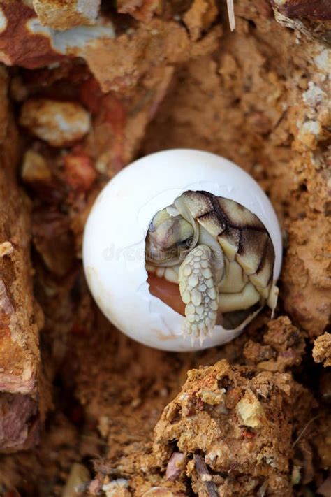 Africa Spurred Tortoise Being Borntortoise Hatching From Egg Stock