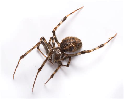 American House Spider Catseye Pest Control