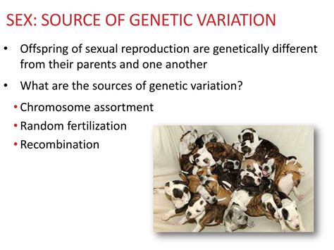 Ppt Day 6 Sources Of Genetic Variation Powerpoint Presentation Free