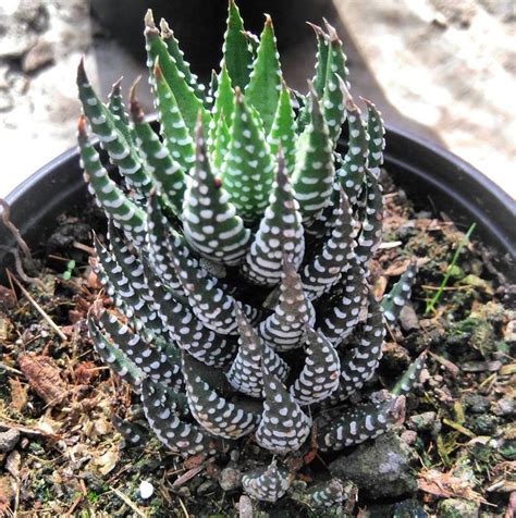 Vivero Puerto Del Tarro On Instagram Haworthia Reinwardtii Suculenta