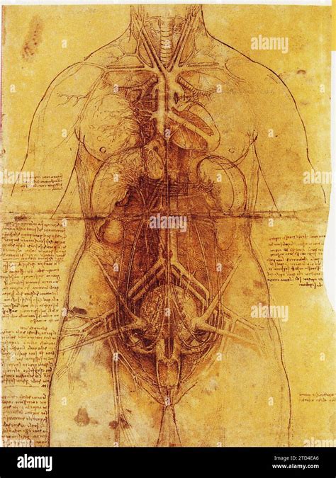 Leonardo Da Vinci Dissection Dei Principali Organi Femminili E Del