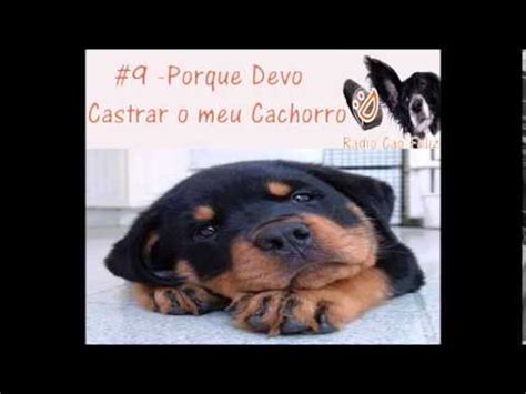 Porque Eu Devo Castrar O Meu Cachorro YouTube