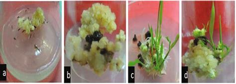 Callus Induction A Sub Culture Of Calli B And Green Plantlet