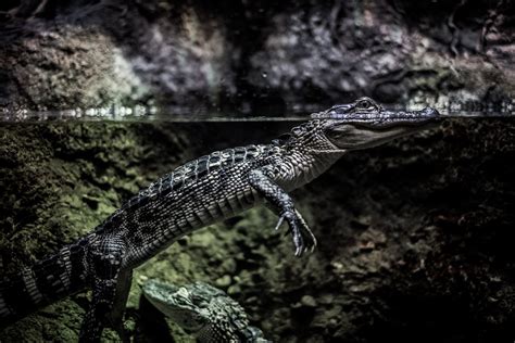 Wichtige Erkl Rungen Zu Wie Misst Man Den Salzgehalt Im Aquarium