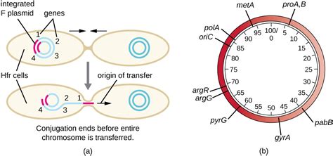 How Asexual Prokaryotes Achieve Genetic Diversity Microbiology