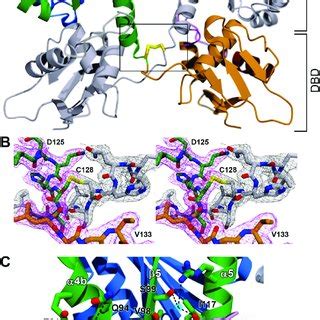 Ritr Oxidized Structure A Cartoon Representation Of The