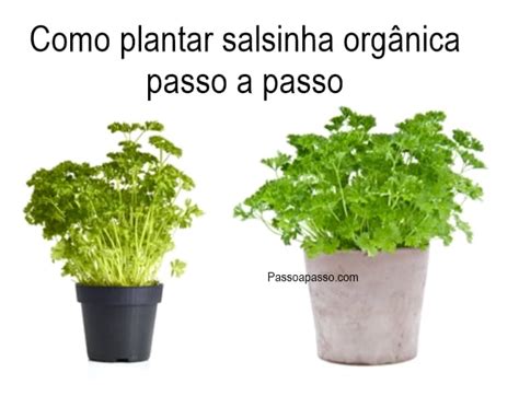 Como plantar salsinha orgânica passo a passo