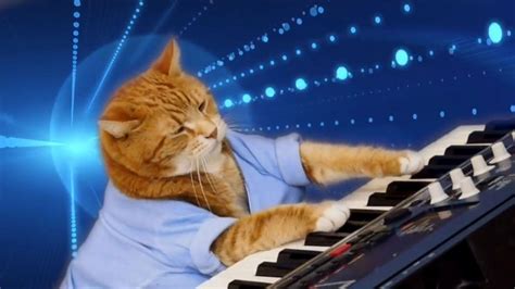 Piano Cat Wallpapers - Top Free Piano Cat Backgrounds - WallpaperAccess