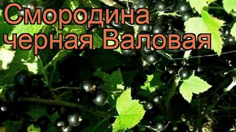 Смородина Валовая Описание Сорта Фото Отзывы – Telegraph