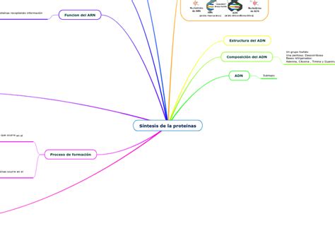 Síntesis de la proteínas Mind Map