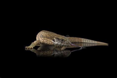 The Savannah Monitor Lizard Isolated on Black Background Stock Image - Image of monitor ...