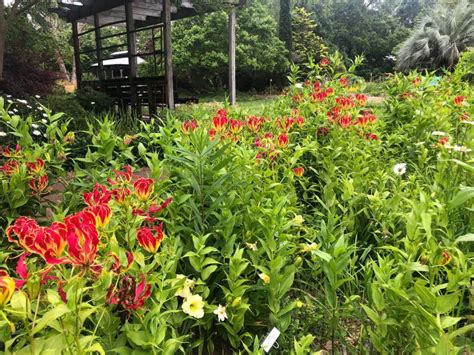 Weekly What Is It Gloriosa Lily Uf Ifas Extension Escambia County