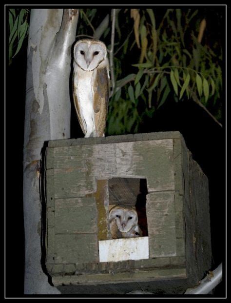 15 Owl Houses Ideas Owl House Owl Bird Houses