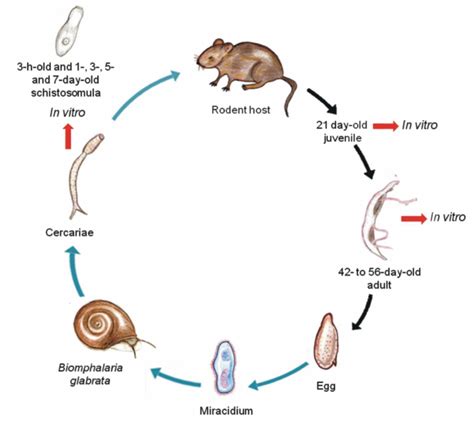 Pig Life Cycle Stages