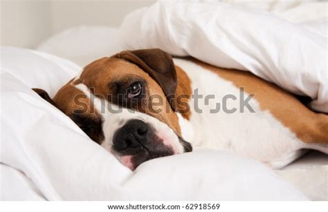 Boxer Dog Sleeping Owners Bed Stock Photo (Edit Now) 62918569