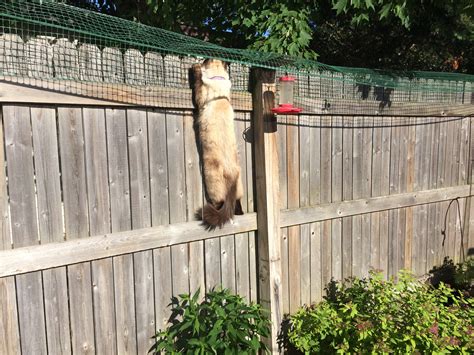 Cat Containment Fence System for Outside | Cat (& Pet) Yard Pen | Cat