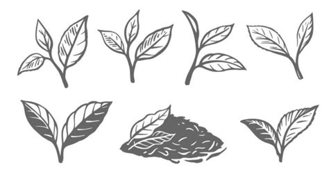 Tea Leaves Vector Art, Icons, and Graphics for Free Download