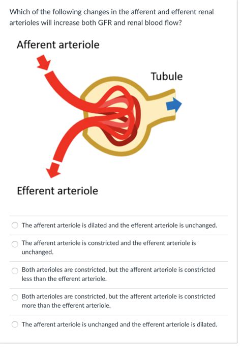 Afferent Arteriole And Efferent Arteriole