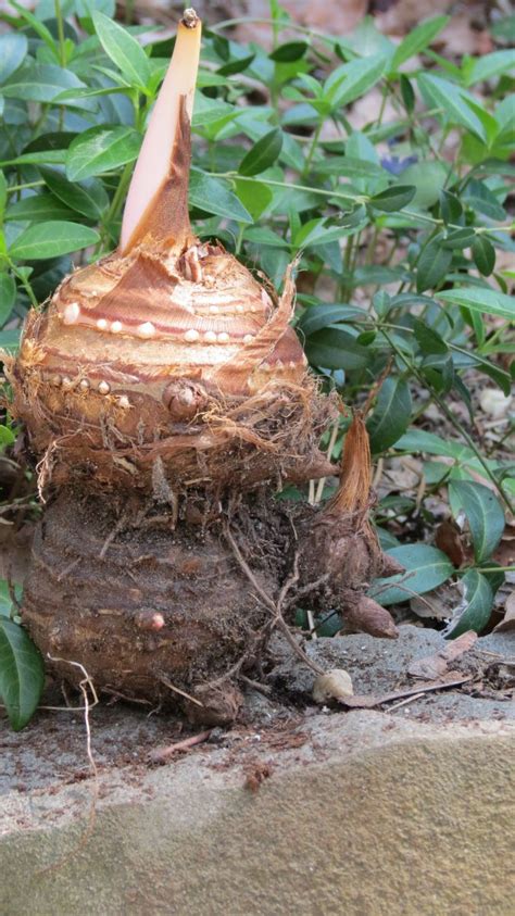 Planting Elephant Ear Bulbs Garden Plantation