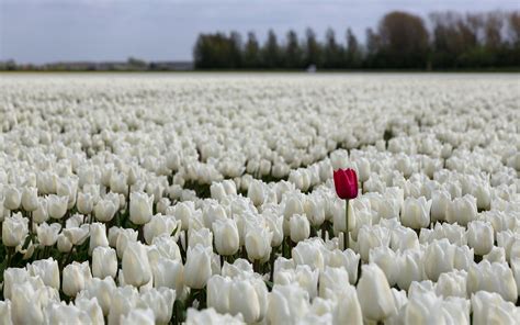 Tulips Fields Sea White Flowers Bokeh Desktop Images HD desktop wallpaper : Widescreen : High ...