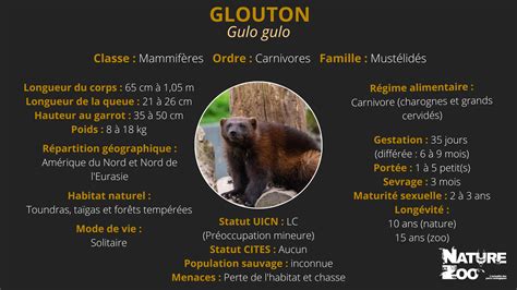 Glouton Nature et Zoo l actualité des parcs zoologiques