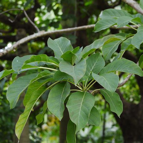 Cinchona Tree Leaves