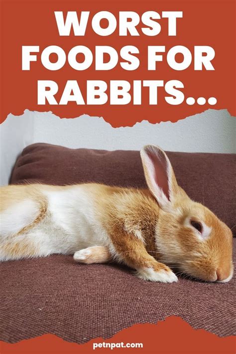 27 Unsafe Foods For Rabbits What Food Kills Rabbits I 2024