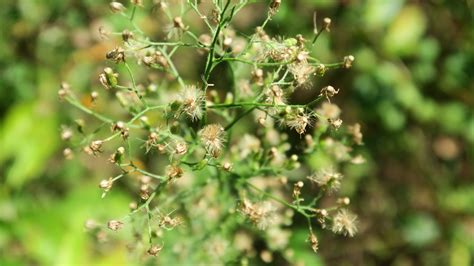 图片素材 树 性质 户外 科 背景虚化 厂 叶 野生 餐饮 绿色 草本植物 生产 植物学 植物群 野花 灌木