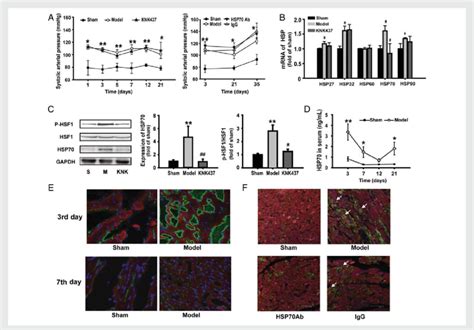 Pressure Overload Induced Hsp Expression In The Myocardium