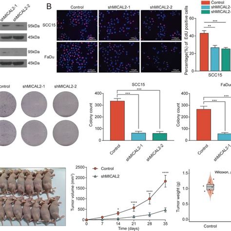 MICAL2 Promotes HNSCC Growth Both In Vitro And In Vivo A Silencing