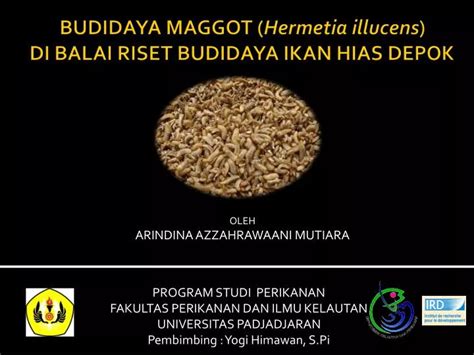 Ppt Budidaya Maggot Hermetia Illucens Di Balai Riset Budidaya