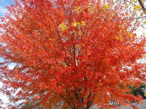 Red Maple Fall - Free photo on Pixabay - Pixabay