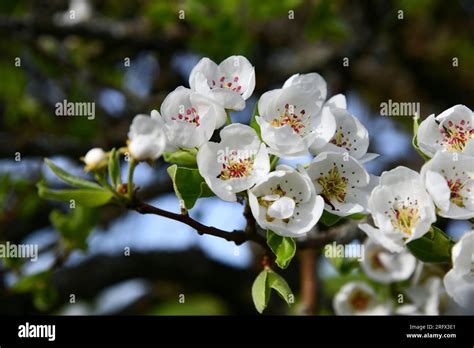 old pear tree with white flowers Stock Photo - Alamy