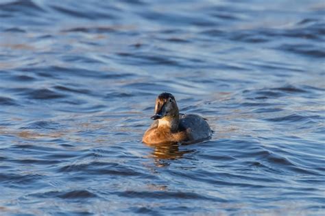 Hembra De Pochard N Nadando En El Lago Aythya Ferina Foto Premium