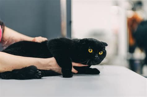 Premium Photo | Grooming a black cat