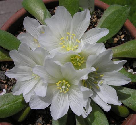 Lewisia Brachycalyx North American Rock Garden Society