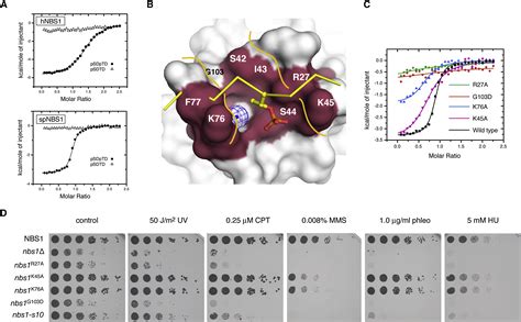 A Supramodular Fha Brct Repeat Architecture Mediates Nbs Adaptor