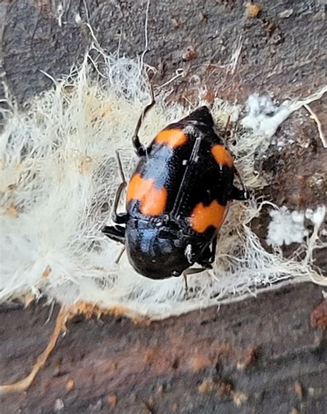 Orange Spotted Scaphidium From 8960 Randers Danmark On March 12 2024