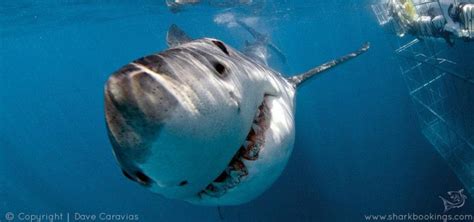 Great White Shark Cage Diving Cape Town:Experience The Ultimate Thrill