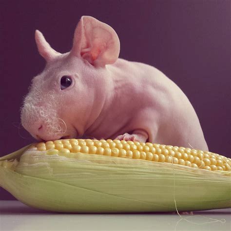 Naked Guinea Pig Poses With His Favorite Food Bored Panda
