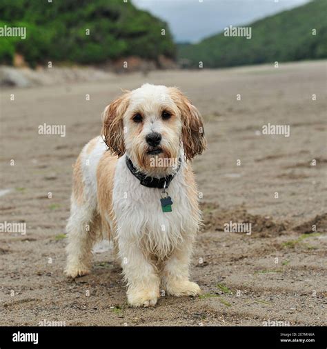 cockapoo hybrid dog Stock Photo - Alamy